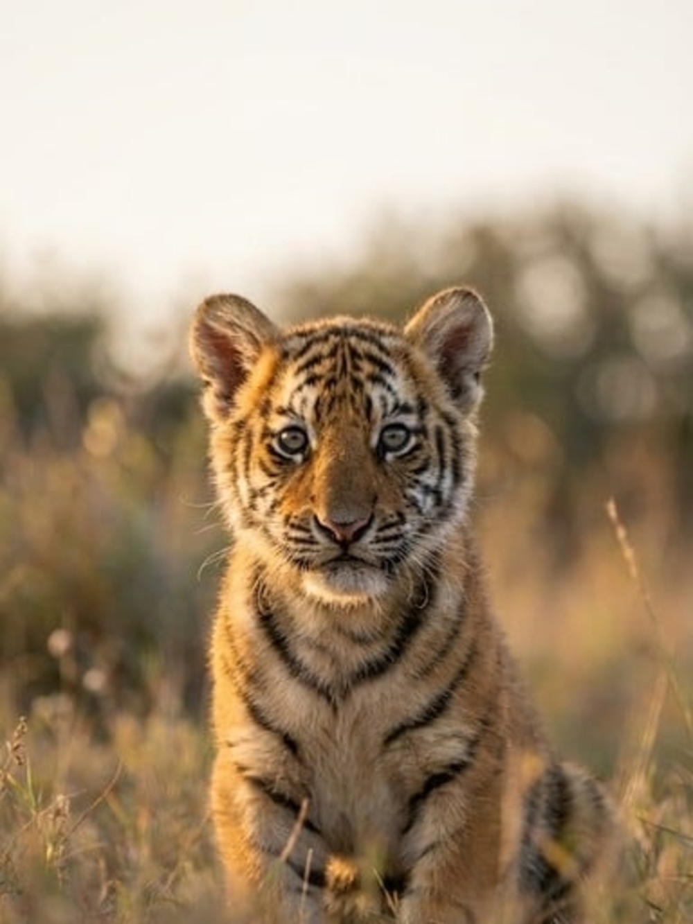 Custom Fridge Magnet Portrait Tiger Cub Home Kitchen Decor